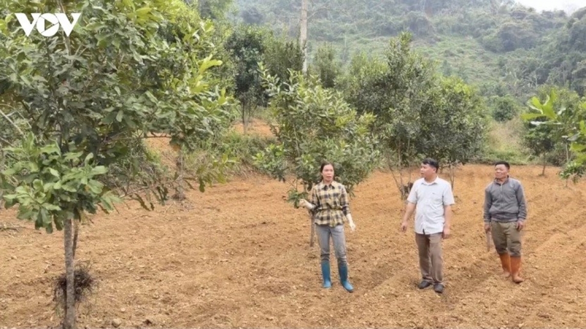 Ông Lý Văn Thành trồng cây mắc-ca kết hợp các loại cây ăn quả phù hợp với khí hậu, thổ nhưỡng. 
