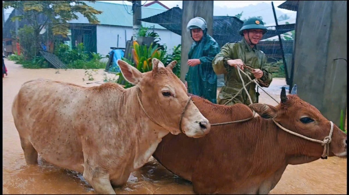 Công an xã A Vương giúp dân di chuyển trâu bò trong mưa lũ