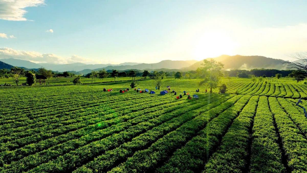 Những kết quả đạt được ở Sơn Tây cũng là minh chứng sinh động cho vai trò ngày càng quan trọng của khu vực kinh tế tư nhân trong phát triển kinh tế địa phương.
