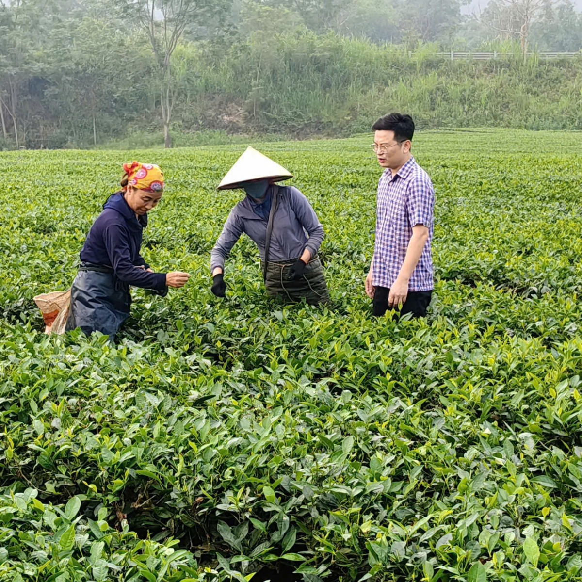 Ông Hoàng Cẩm Thạch, Bí thư Đảng ủy xã Sơn Tây thăm mô hình chè của người dân - một thế mạnh phát triển địa phương.