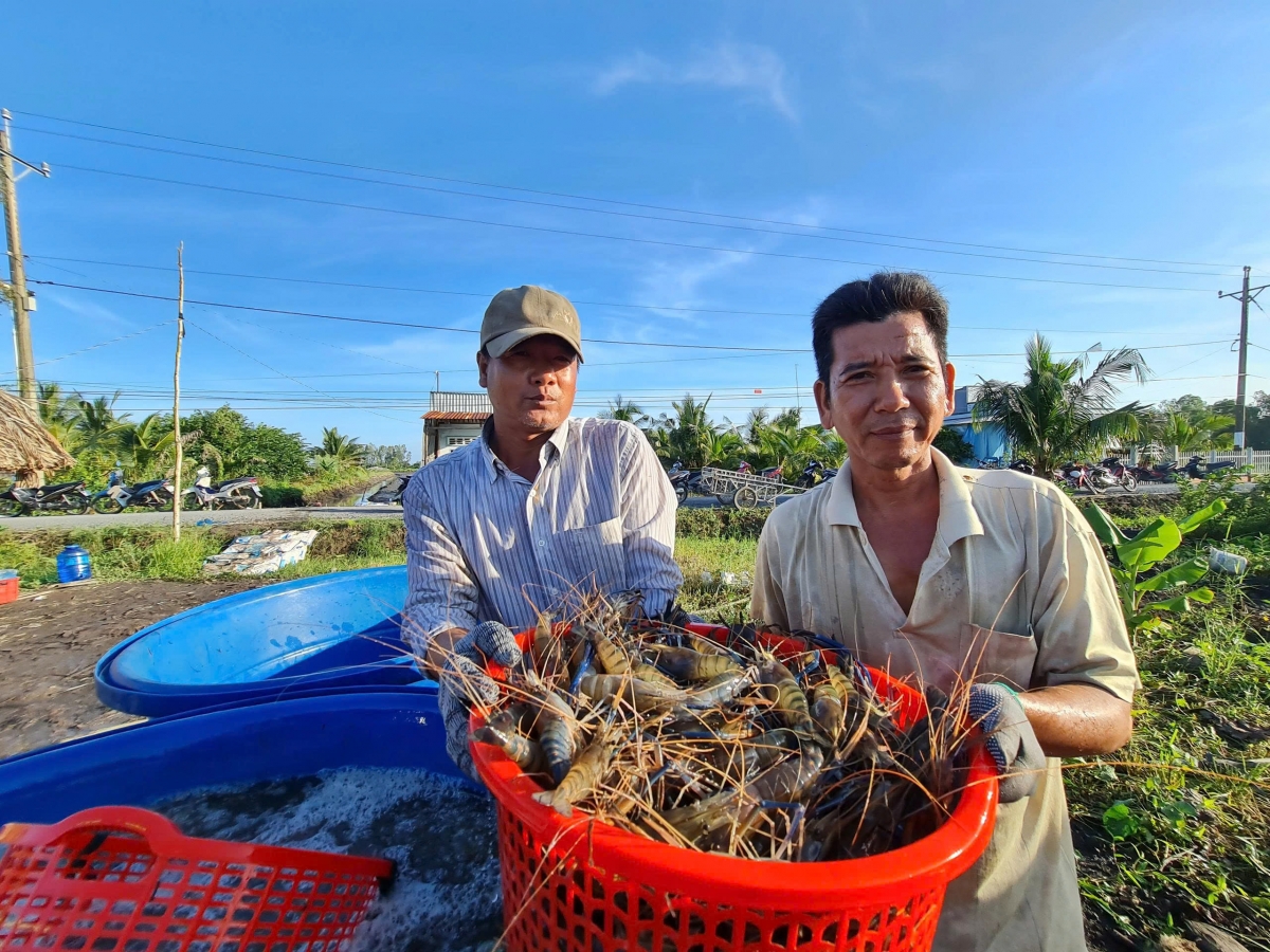 Nông dân xã Lương Tâm thu hoạch tôm càng xanh vào dịp cuối năm.