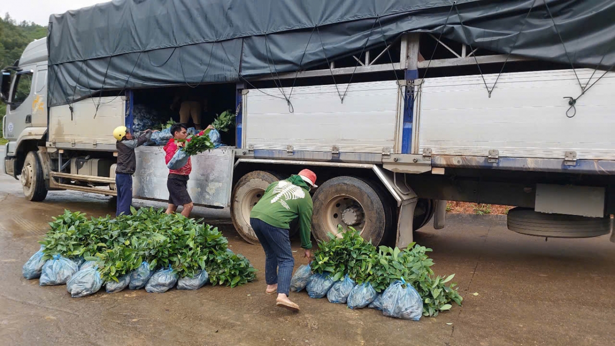 Xã Đông Giang hỗ trợ cây giống cho người dân trong vùng 
 