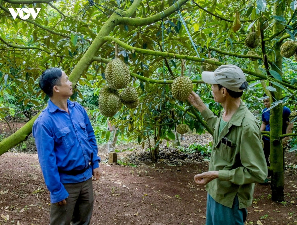 Bein durian di Dak Lak