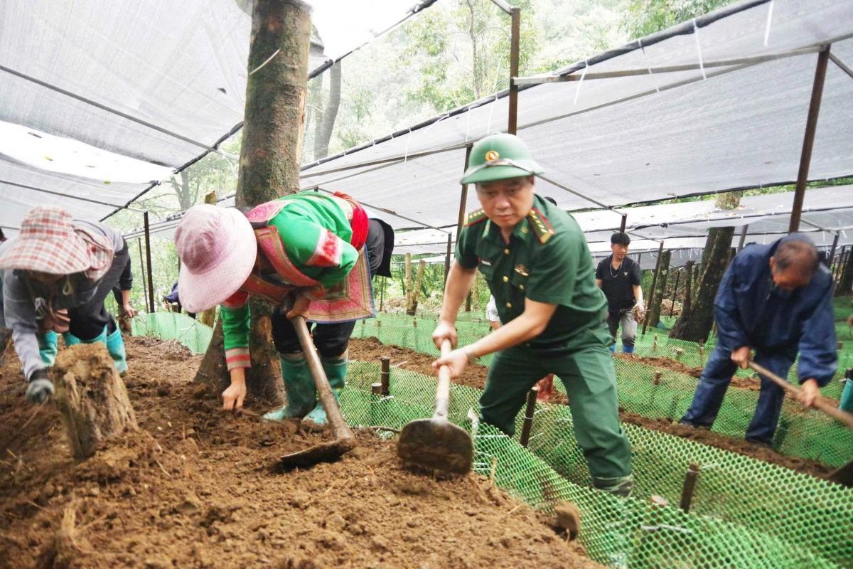 Những cây sâm đầu tiên đánh luống trên diện tích đã chuẩn bị (Ảnh: Đức Duẩn)