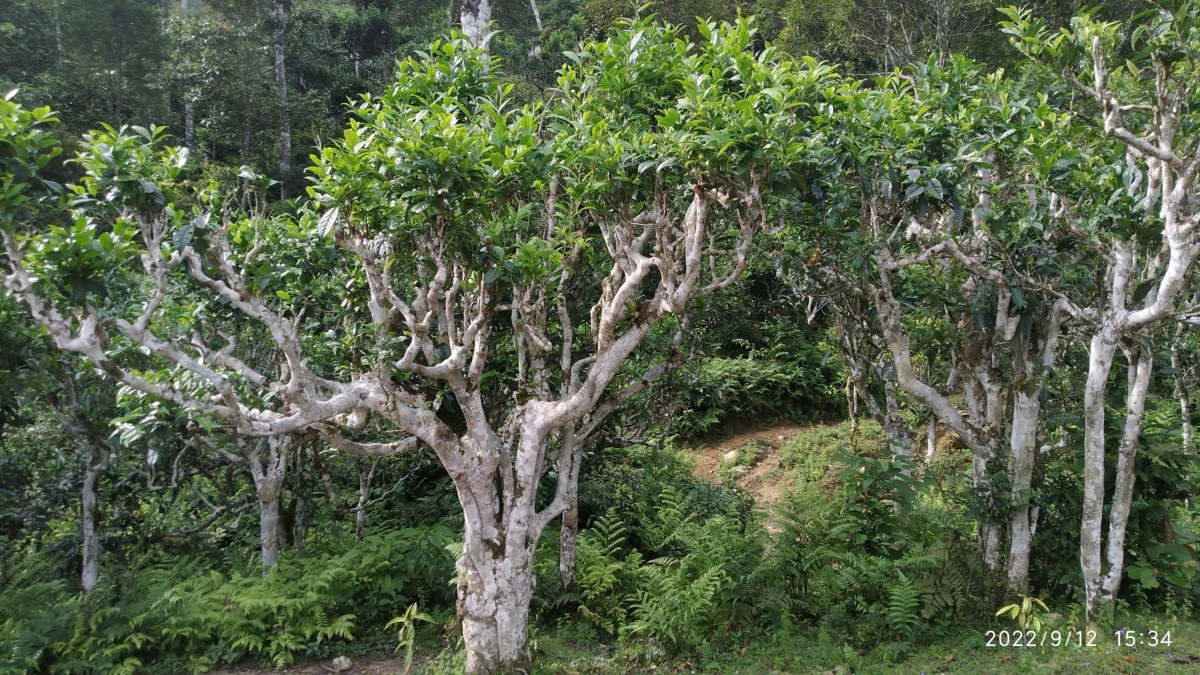 Những cây chè Shan tuyết cổ thụ hàng trăm năm tuổi lặng lẽ bám rễ trên các sườn núi (Ảnh UBND xã Cao Bồ)