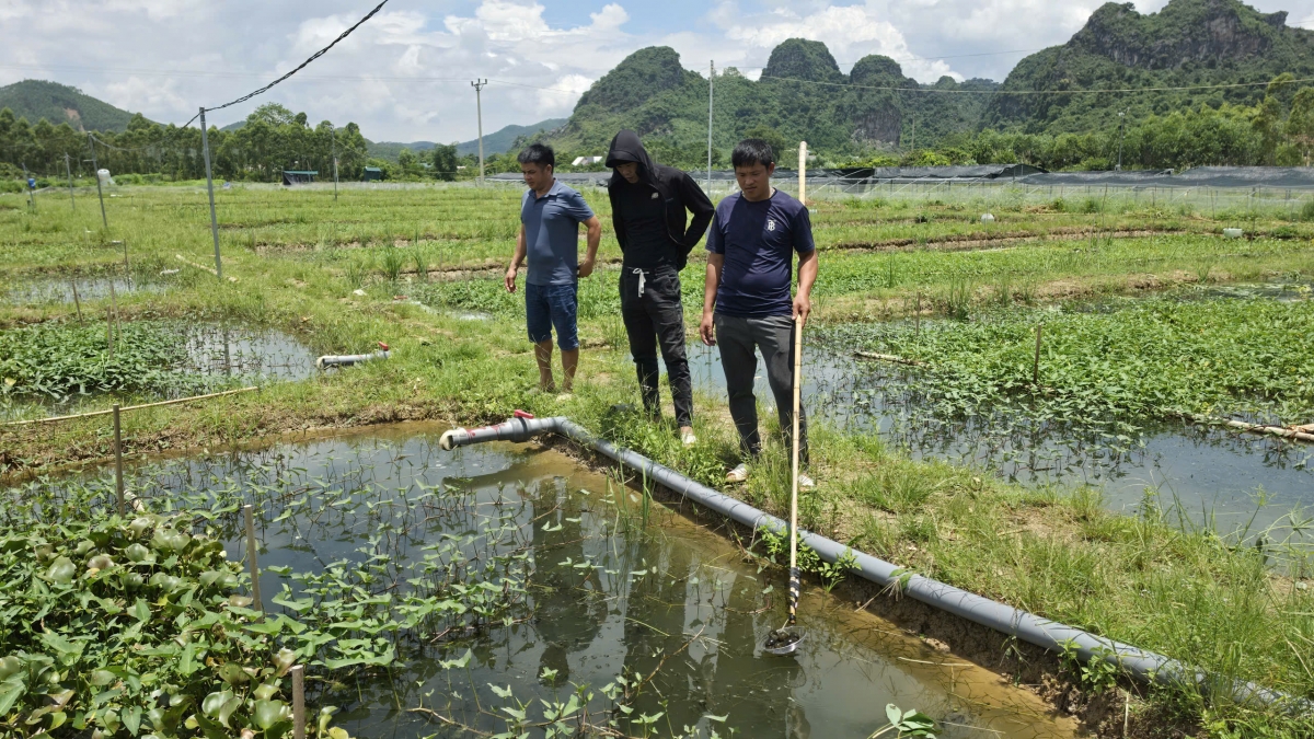 Ruộng nuôi ốc rộng khoảng 4.000m² của anh Hoàng Văn Quảng - Ảnh: Nhân vật cung cấp