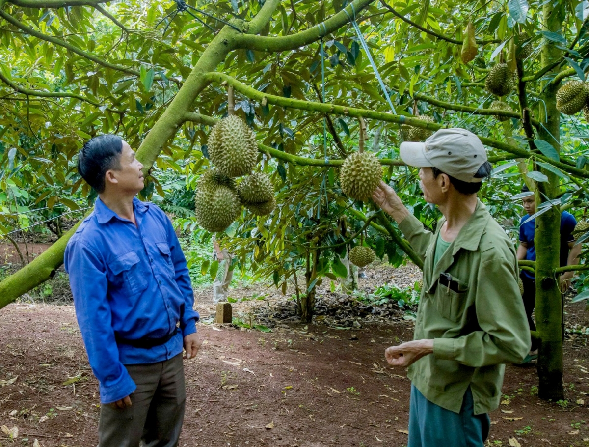 Kon pơlei jang chŭn Đắk Lắk hơmet tôm tơdrong vă sơng lêh Sầu riêng