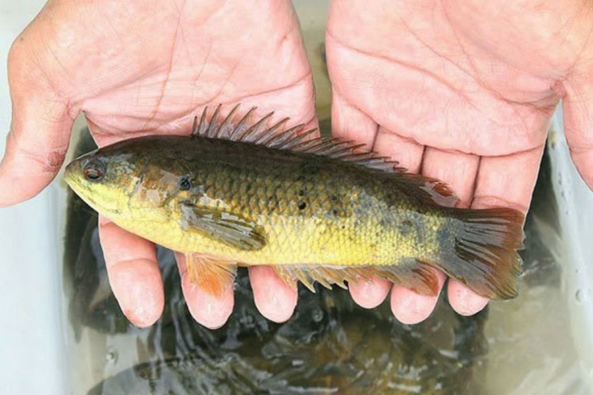 Ikan kuak hamu mbuan raong, brei siam lagaih glaong