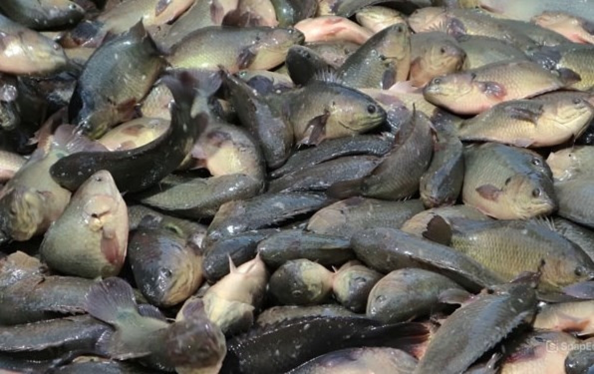 Ruah pajaih ikan kuak hamu