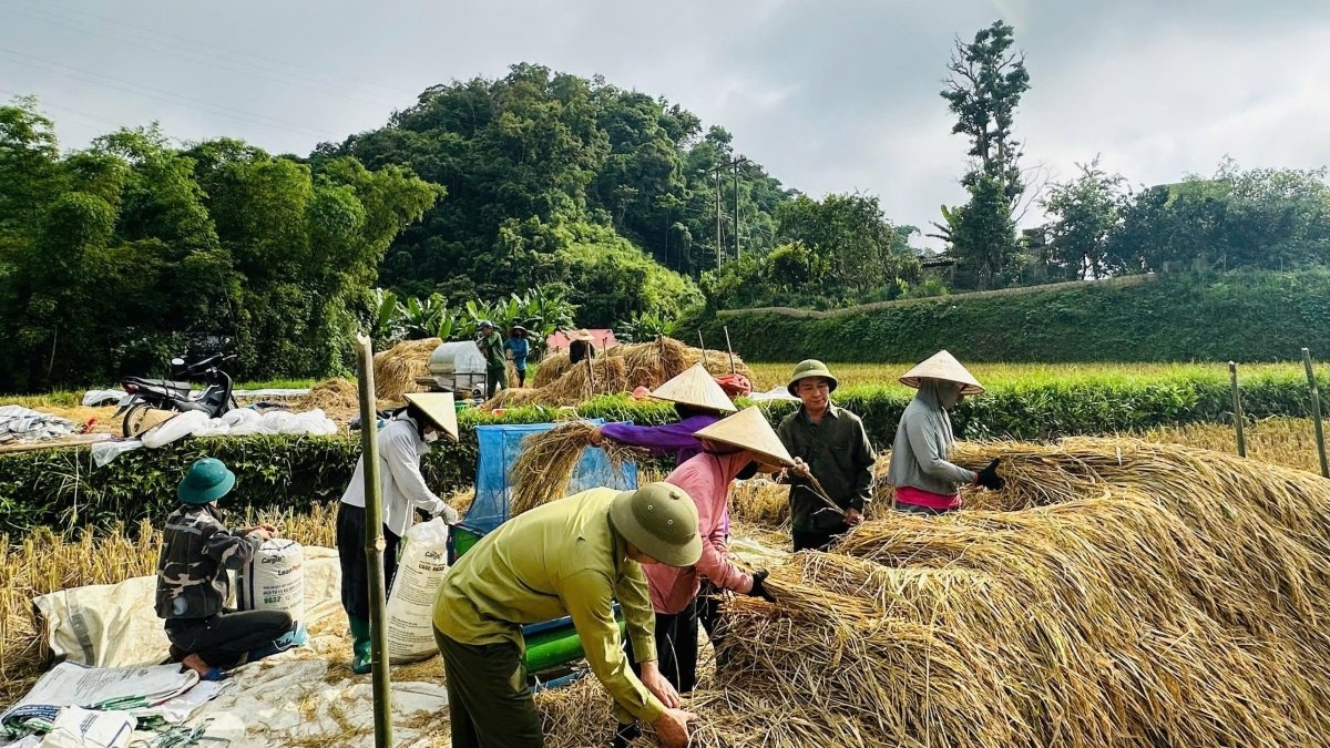 Hội Phụ nữ và các đoàn thể giúp gia đình chính sách thu hoạch lúa tại xã Nghiên Loan. 
Ảnh: Công Luận-Thúy Kiều/VOV Đông Bắc