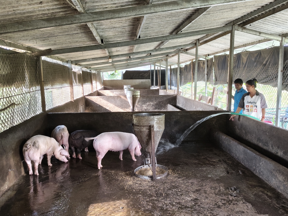 Mô hình chăn nuôi heo của gia đình chị Phượng