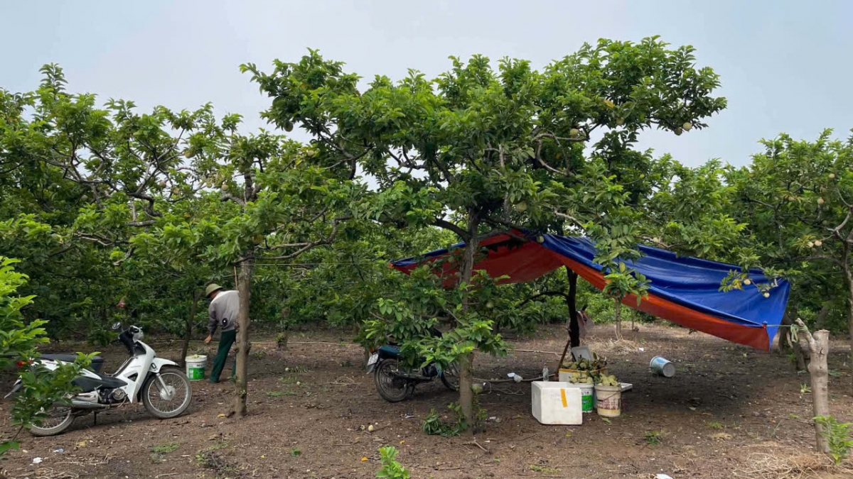 La Hiên là "thủ phủ na" của Thái Nguyên với diện tích khoáng 320ha - Ảnh: Công Luận - Hoàng Tú.