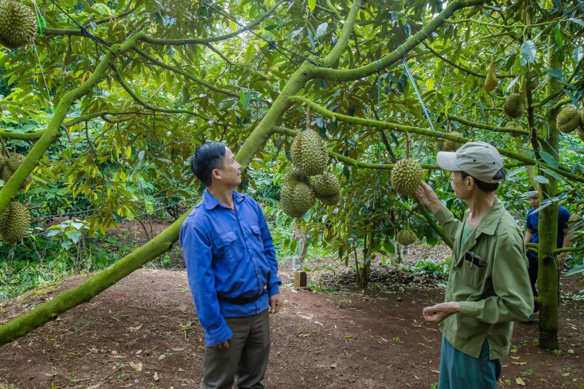 Ală cau lơh broă sa lơh sa lơh jăt broă pơlam, geh màh sồ tiah tam crăp rơcăng tus bal drà tăc mờ lơgar ndai
