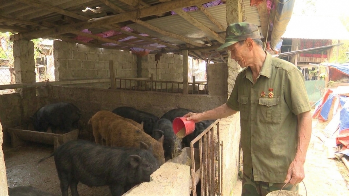 CCB Tá Văn Nguyên vẫn hàng ngày cần mẫn chăm sóc đàn lợn. Ảnh: Công Luận-Thuý Kiều/VOV Đông Bắc