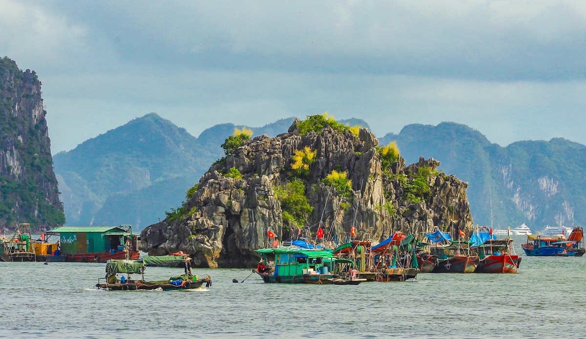 Hoa nở đồng loạt khắp các đảo đá trên vịnh cũng như các núi đá ven bờ. Sắc vàng cốm của hoa, sắc xanh của cây lá hòa cùng với màu đá xám, của biển trời và những con thuyền khiến bức tranh thiên nhiên càng thêm trữ tình. Ảnh: Trường Giang/VOV Đông Bắc