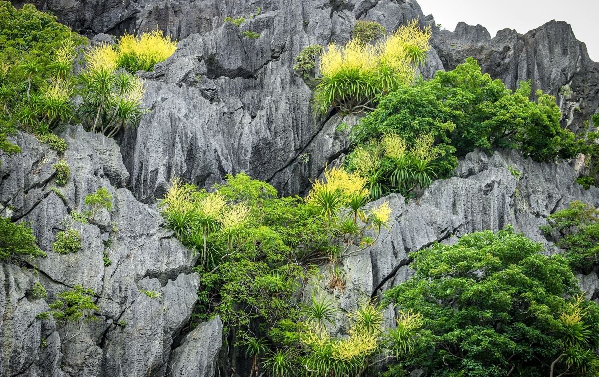 Cây phất dụ núi (hay còn được gọi là cây phát tài) thuộc bộ Hành (Liliales), họ Huyết giác (Dracaenaceae). Tại Việt Nam, họ phất dụ có khoảng 20 loài khác nhau. Dù không nằm trong nhóm 7 loài cây đặc hữu của vịnh Hạ Long, phất dụ núi vẫn được coi là loài cây đặc trưng và phổ biến nhất tại đây. Ảnh: Trường Giang/VOV Đông Bắc