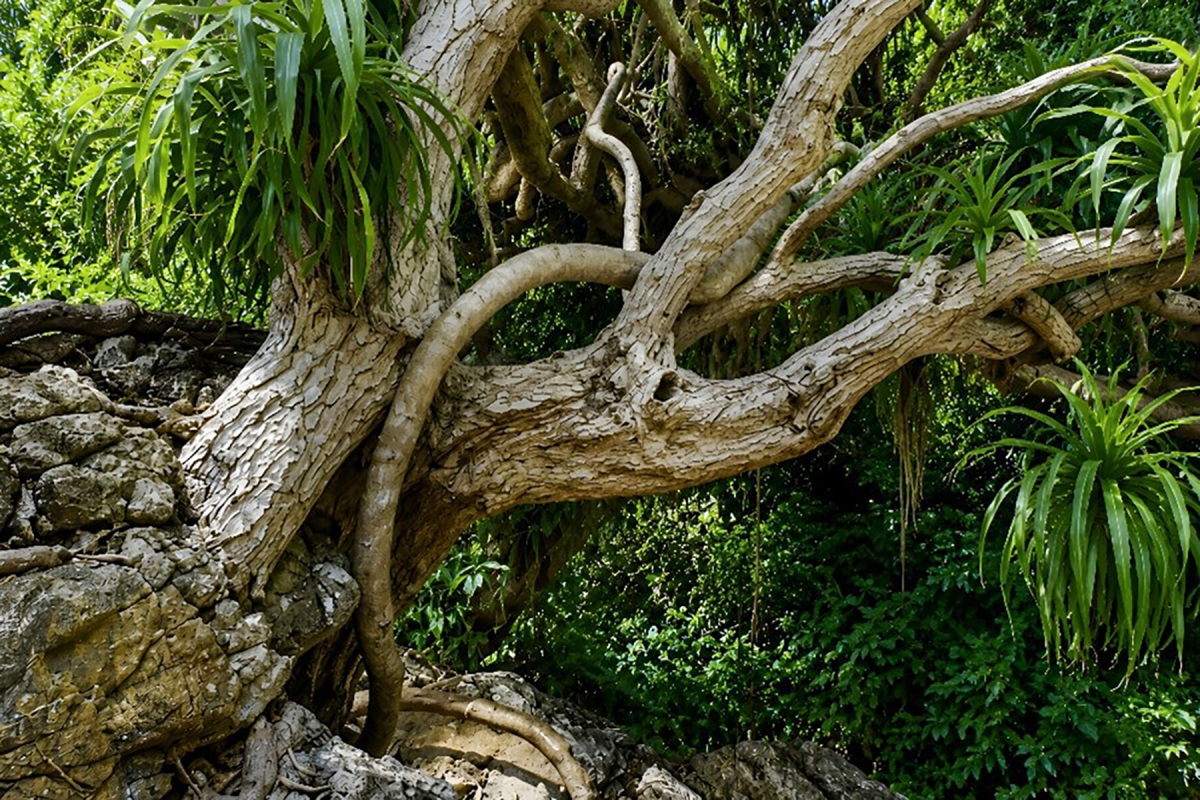 Một cây phất dụ cổ thụ tại áng Mê Cung. Cây đóng vai trò quan trọng trong hệ sinh thái và cảnh quan tự nhiên ở vịnh Hạ Long. Dù thiếu đất, thiếu nước ngọt hay thường xuyên chịu nắng gắt, gió bão, cây vẫn kiên cường vươn lên. Ảnh: Trường Giang/VOV Đông Bắc