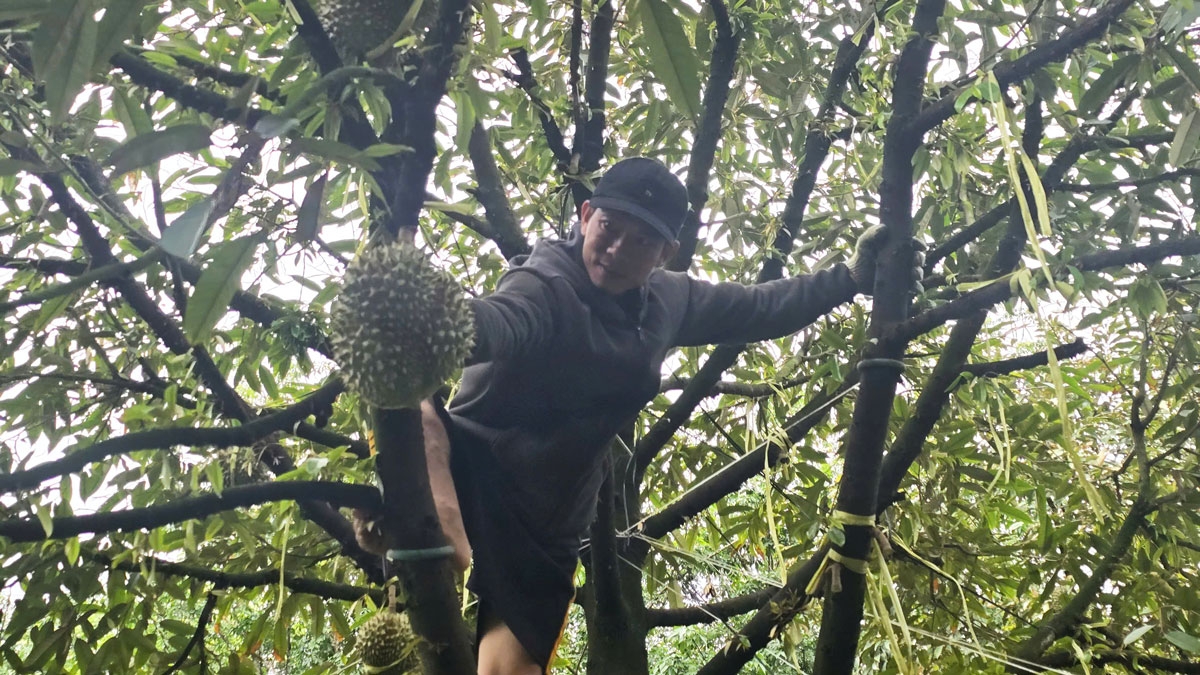 Ayŏng Bùi Duy Hạnh dôk khăt durian ti adhan dlông