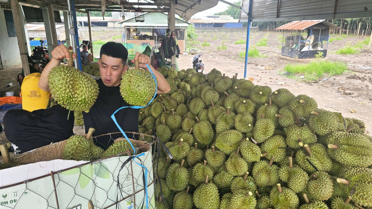 Sền swì, sac rơ wah sầu riêng tơnơ̆ tŭ koh