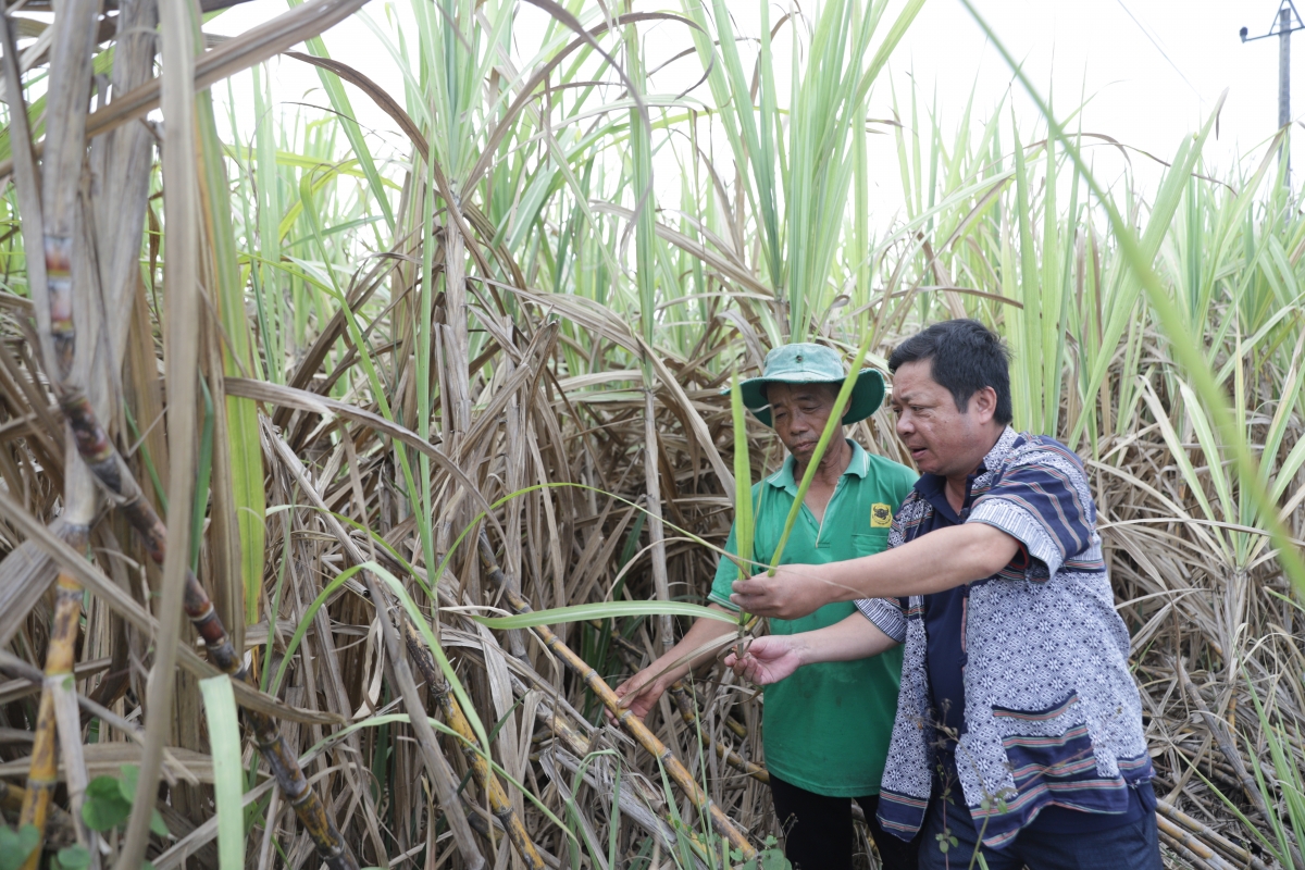 Ngế pêi cheăng ko kơtếo a Tây Nguyên xuân ôh tá ai, maluâ yă mung tâk 20% tâng vâ pơchông ƀă mâu hơnăm hdrối