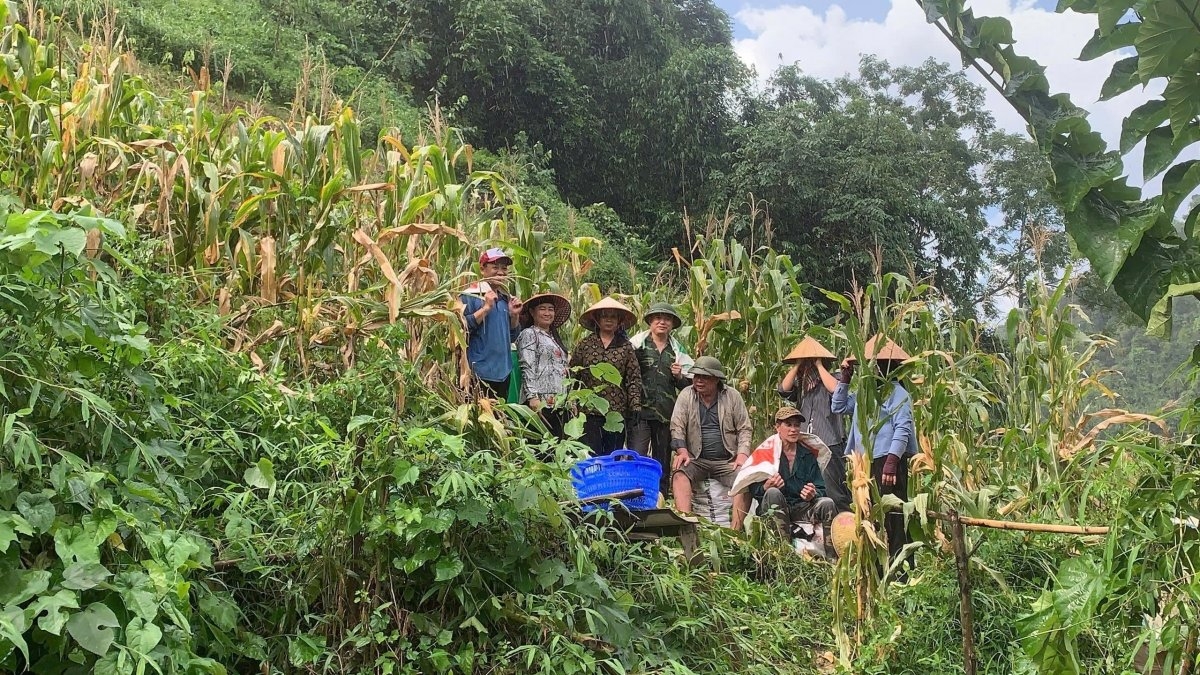 Thu hoạch ngô giúp gia đình chính sách. Ảnh: Công Luận-Thúy Kiều/VOV Đông Bắc