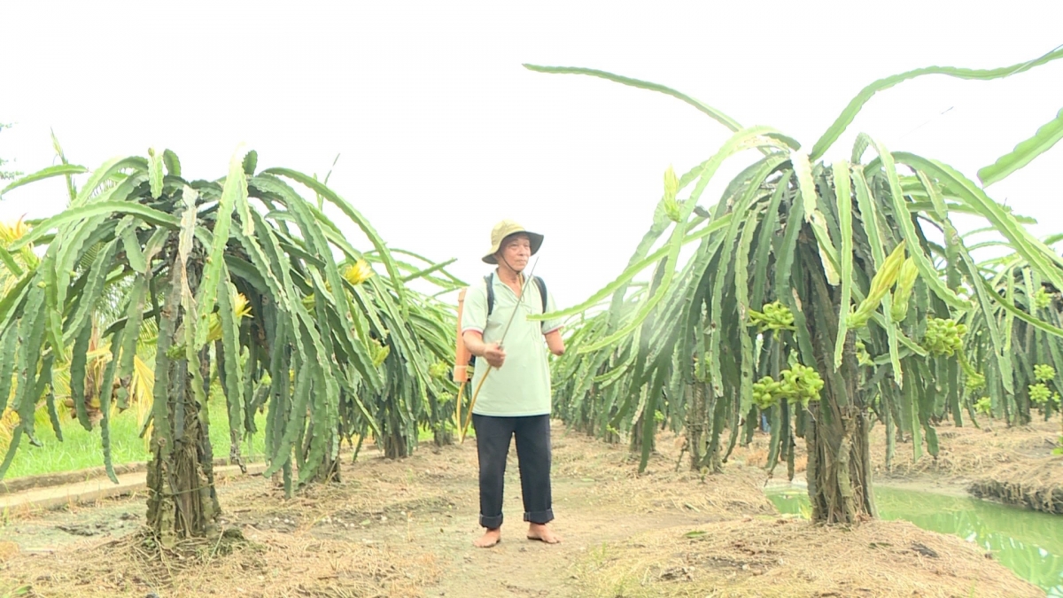 Thương binh Nguyễn Văn Sơn ở xã Lương Hòa Lạc dù còn một cánh tay vẫn lao động bình thường, làm giàu lên từ vườn thanh long