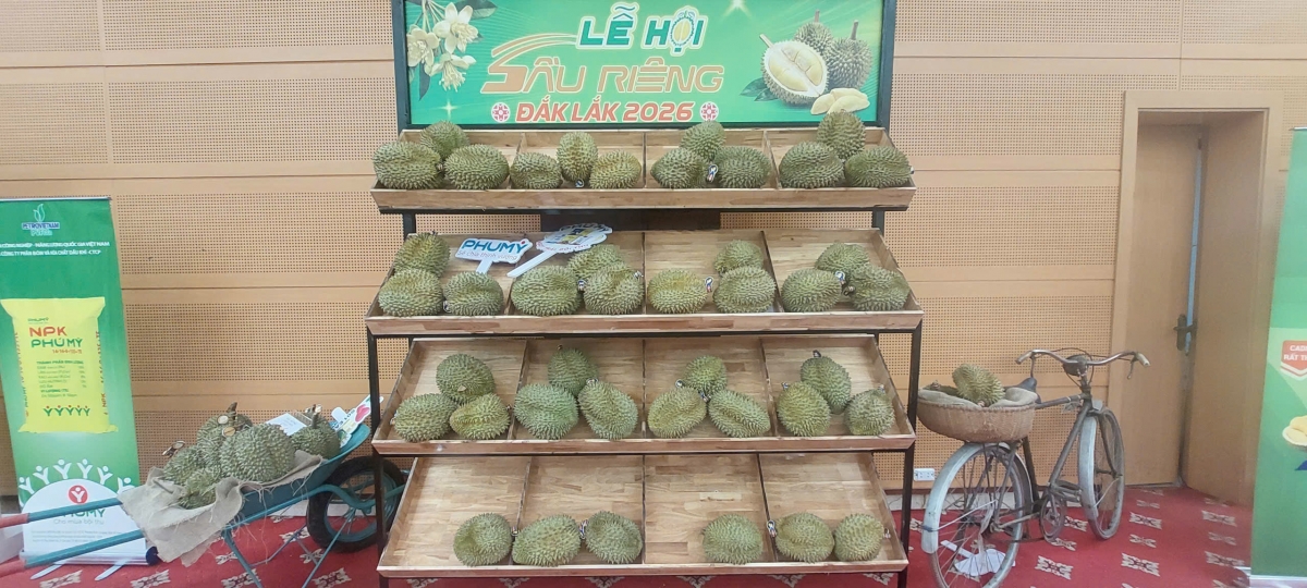 Sầu riêng Đắk Lắk đã trở thành thương hiệu trên thị trường (Ảnh: Huyền Trang)