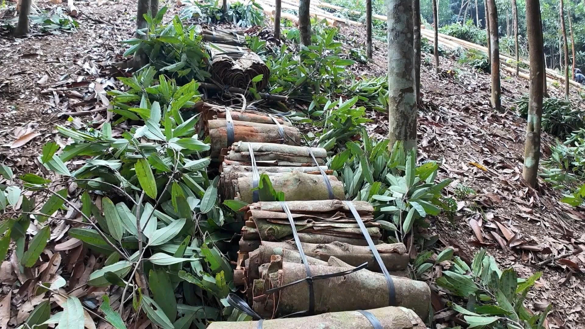 Vỏ quế sẽ được thương lái thu mua tại vườn. Ảnh: Công Luận.