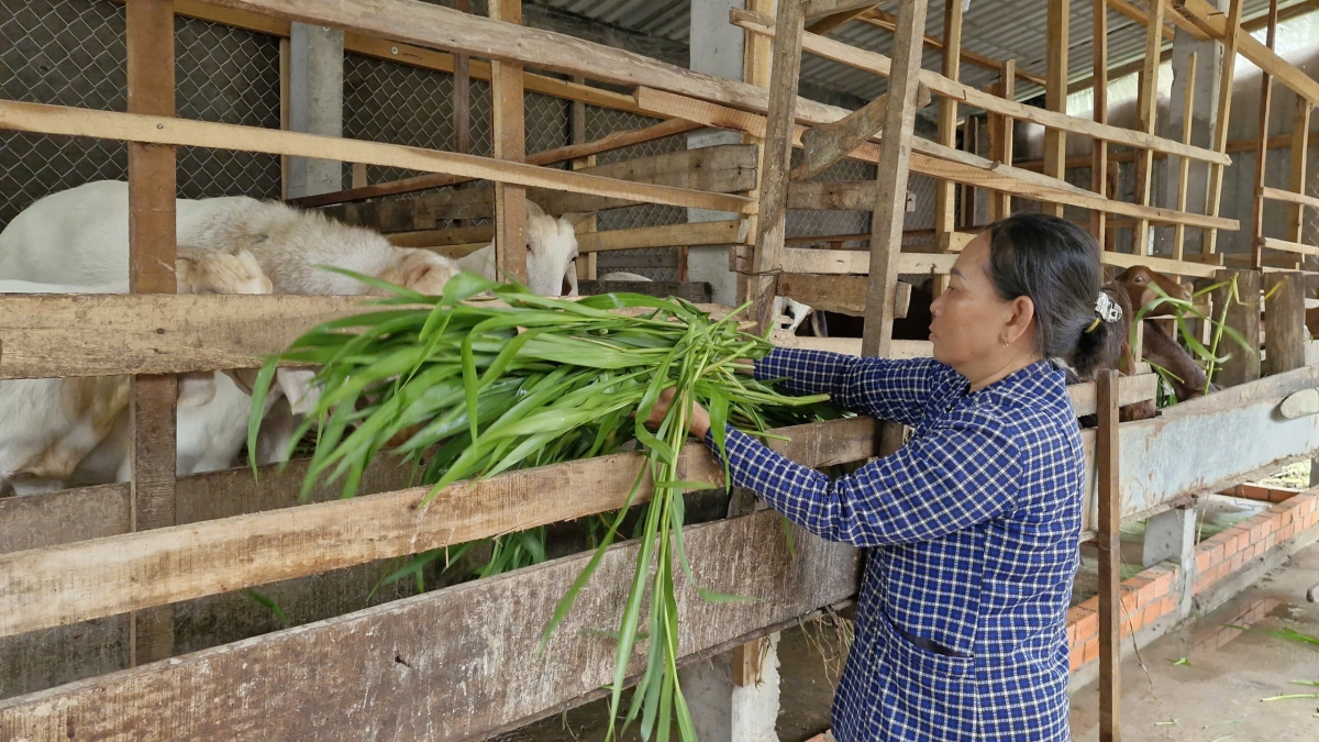Bà Nguyễn Thị Trang có thêm mô hình sinh kế mới nhờ vay vốn ưu đãi