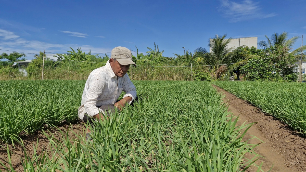 Mô hình trồng hẹ của đồng bào Khmer ở Cần Thơ (Ảnh: Thạch Hồng)