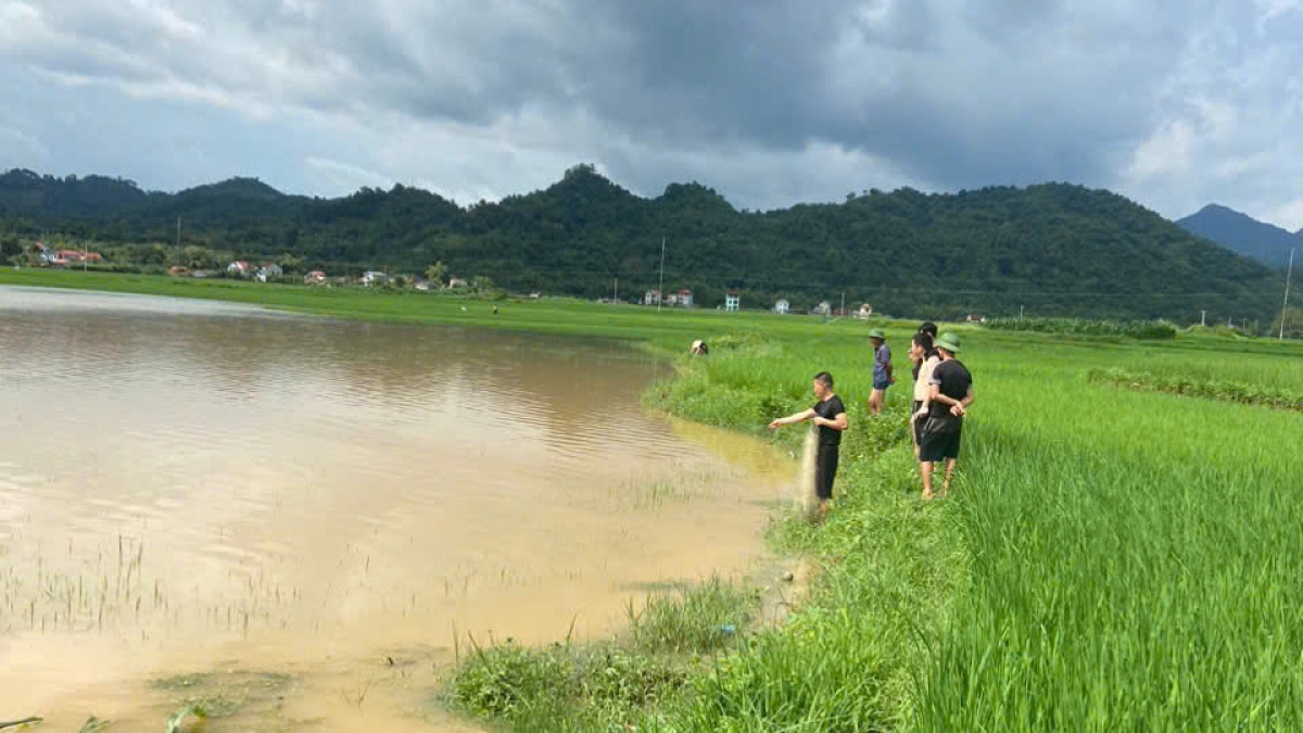 Nhiều diện tích lúa tại Lạng Sơn bị ngập sau những ngày mưa lớn, nguy cơ thiệt hại nặng. Ảnh: Người dân cung cấp