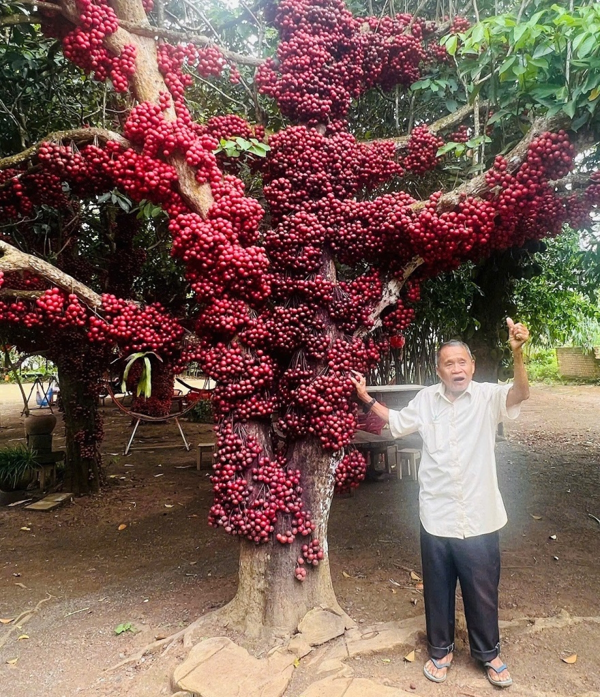 
Mĭnh dơnơm ‘long Đỏ hloh 200 sơnăm tơ̆ Đăk Lăk tŏk bŏk pơyan plei đum