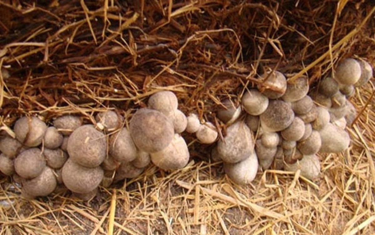 Bamao Pong lac bamao meda janih siam, hu rilo Vitamin A, B1, B2, PP, D, E, C saong hu 7 janih axit amin