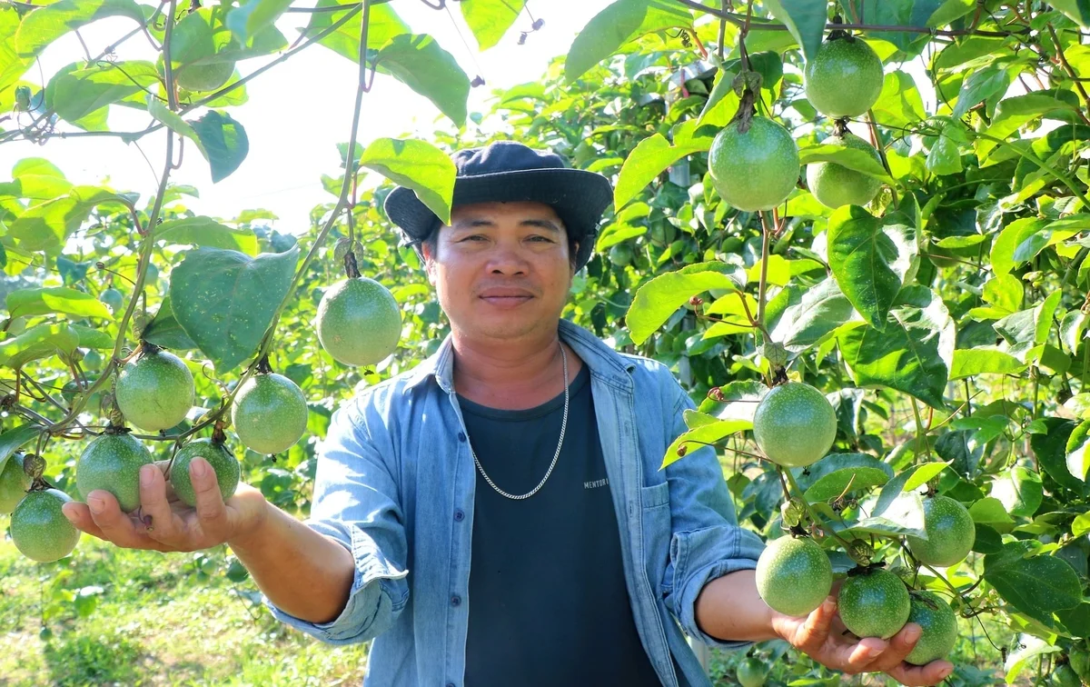 Sa-ai Huỳnh Văn Đẩu yaih khan bein kruac talei