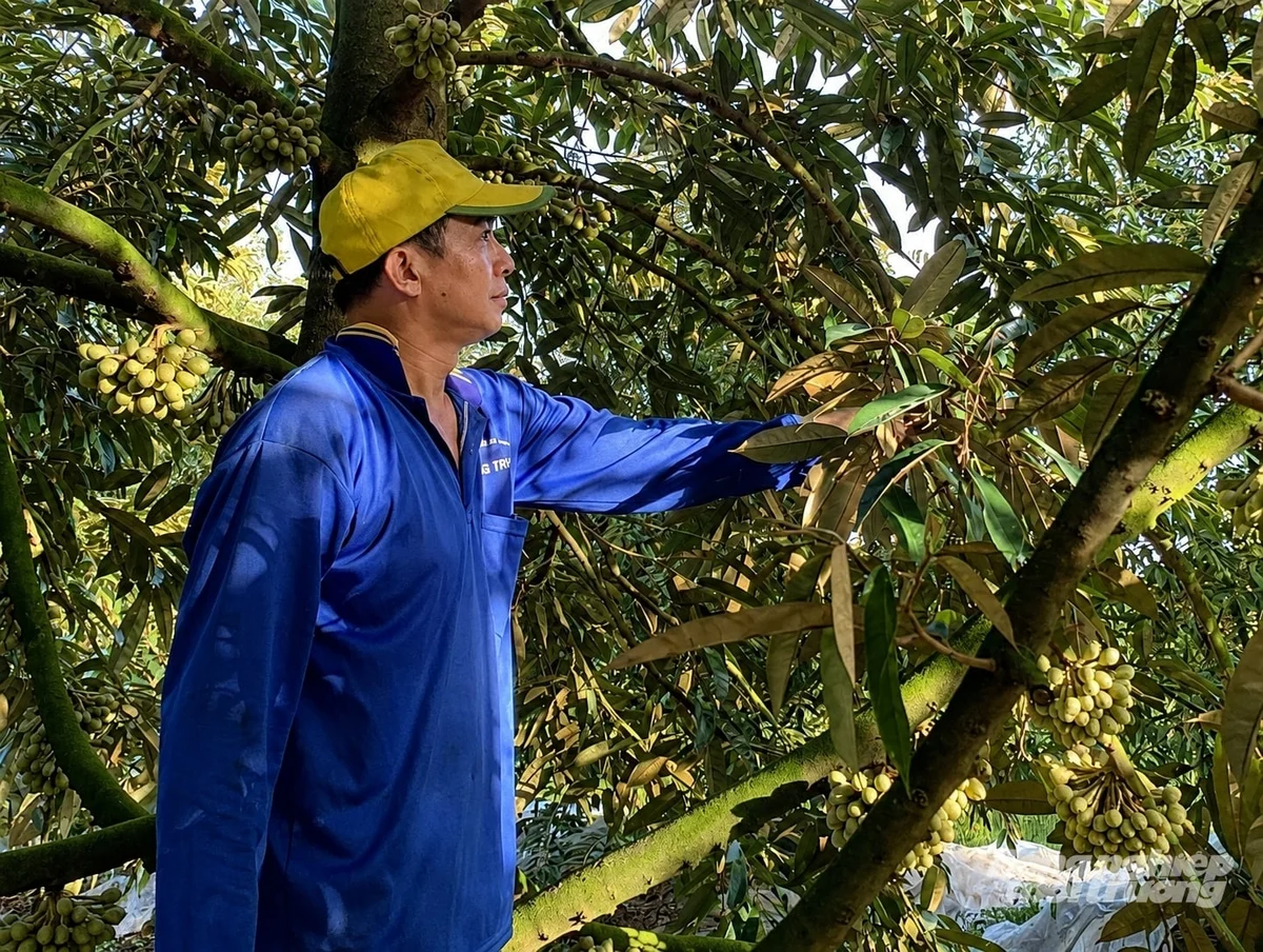 Sa-ai Nguyễn Thành Long sangka bein durian Dona di puk palei 6, xa Thanh Hưng