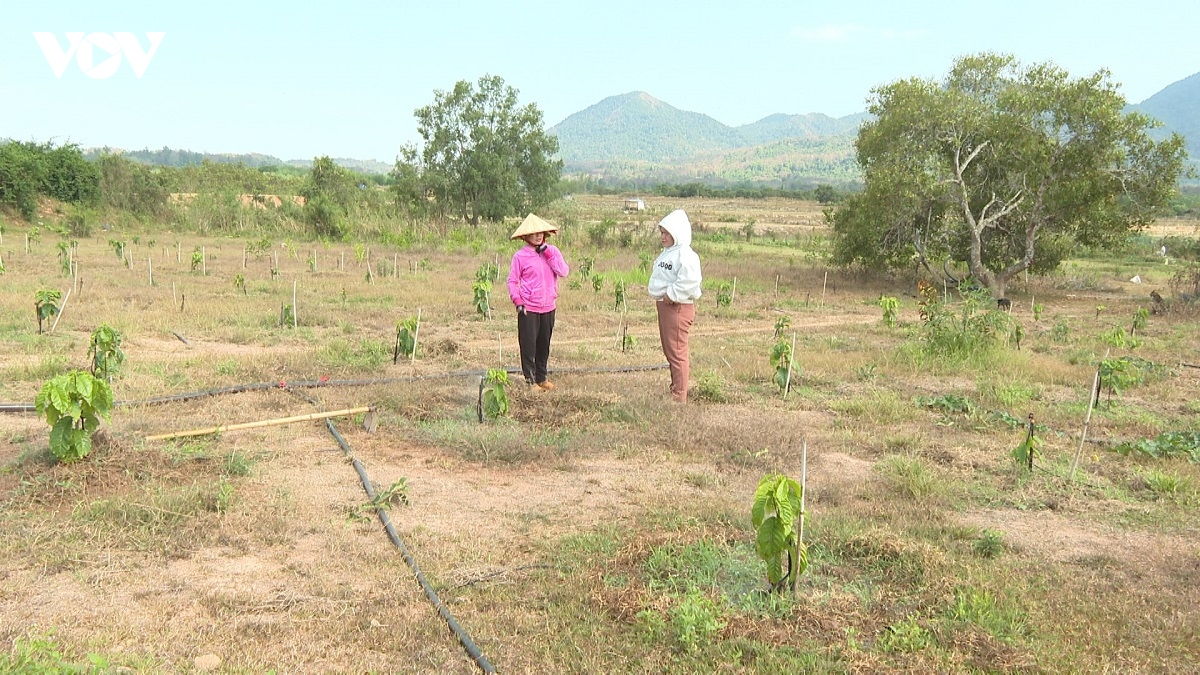 Urang kamei Đông Giang buh jien tame majam pruh ia tanjaoh ka phun pala