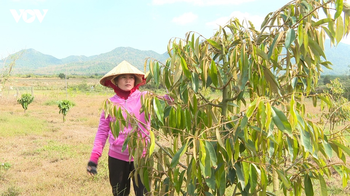 Bein phun durian patagok di urang kamei Bangsa takik Đông Giang