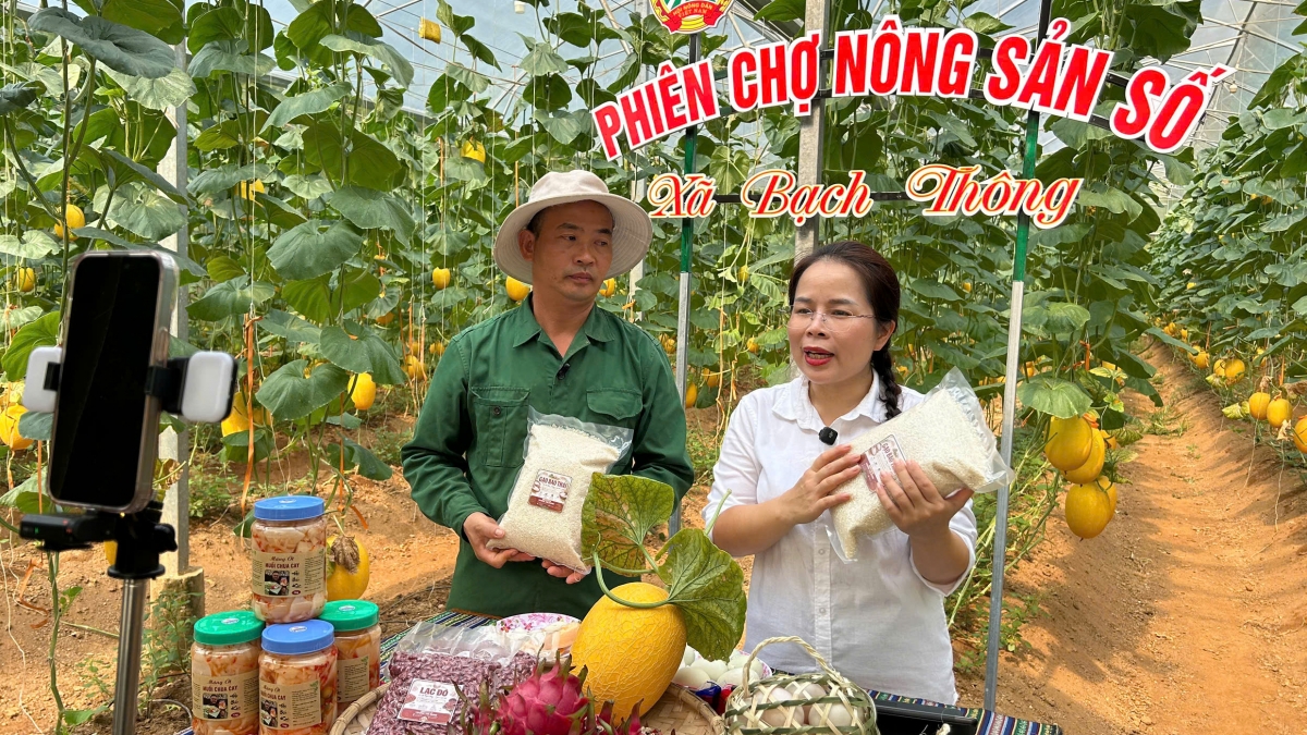 Nữ Bí thư Đảng ủy xã Ma Thị Mận cùng nông dân livestream giới thiệu, quảng bá sản phẩm ngay tại vườn. Ảnh: Công Luận/VOV Đông Bắc