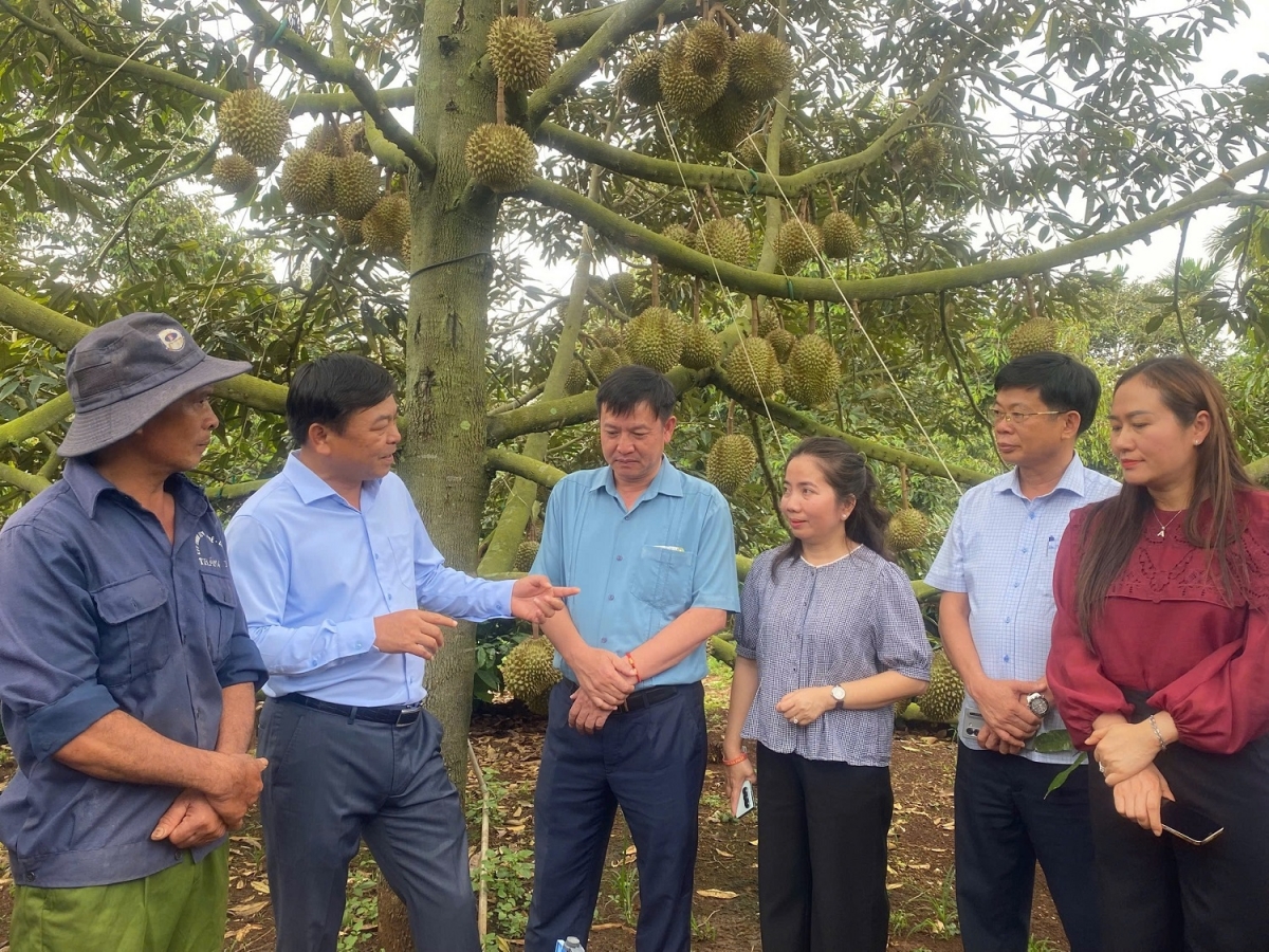 Plâi sầu riêng hơnăm kố dêi kong pơlê Dak Lak châ dâng 500 rơpâu tâ̆n