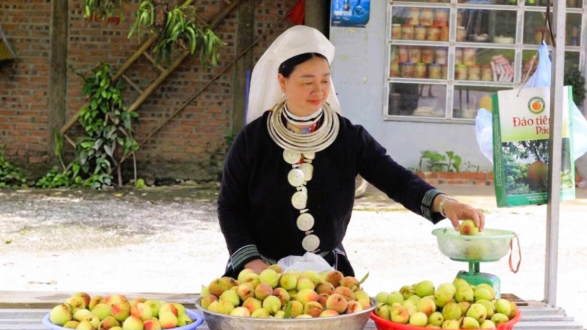Nhờ áp dụng quy trình chăm sóc khoa học và an toàn, những vườn đào tiên Pác Ả mang lại nguồn thu nhập ổn định cho đồng bào Dao vùng đèo Gió. Ảnh: Thuý Kiều