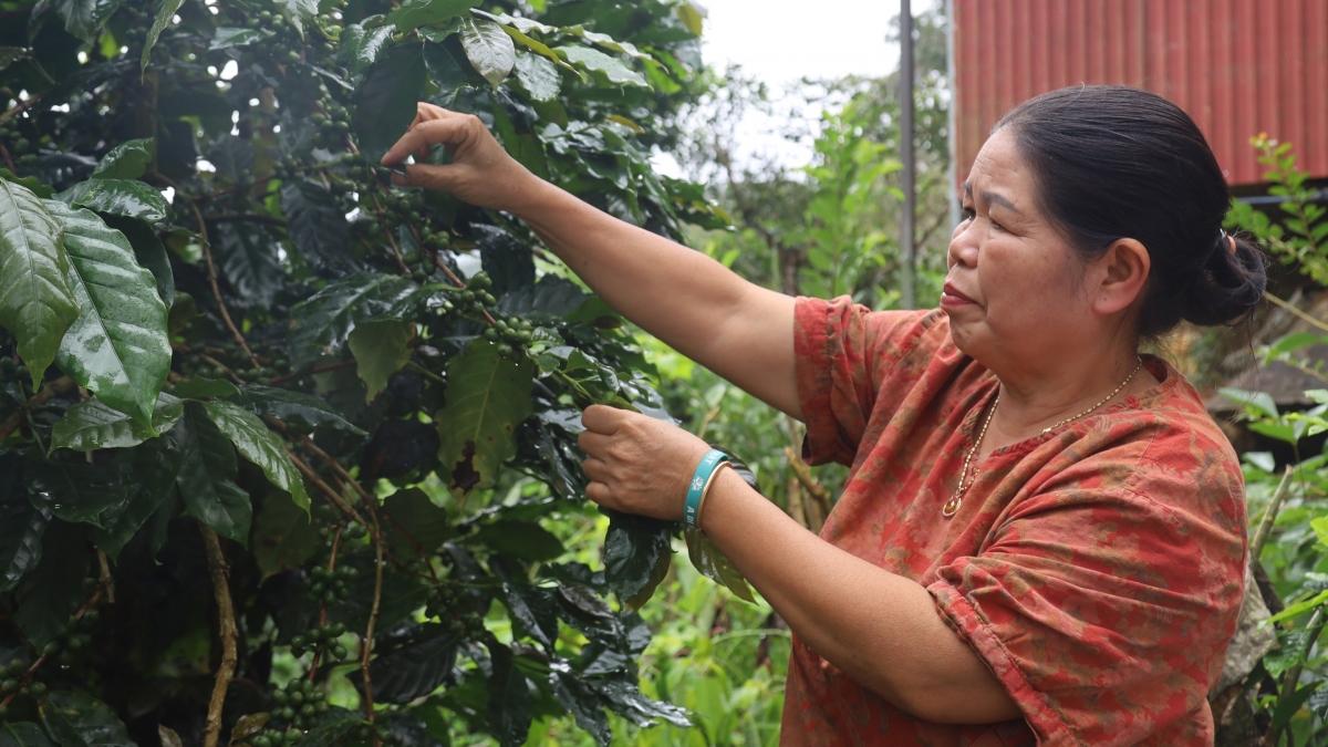 Bà Đào Thị Hương chăm sóc cà phê Arabica. Ảnh: Thanh Thắng/VOV Miền Trung.