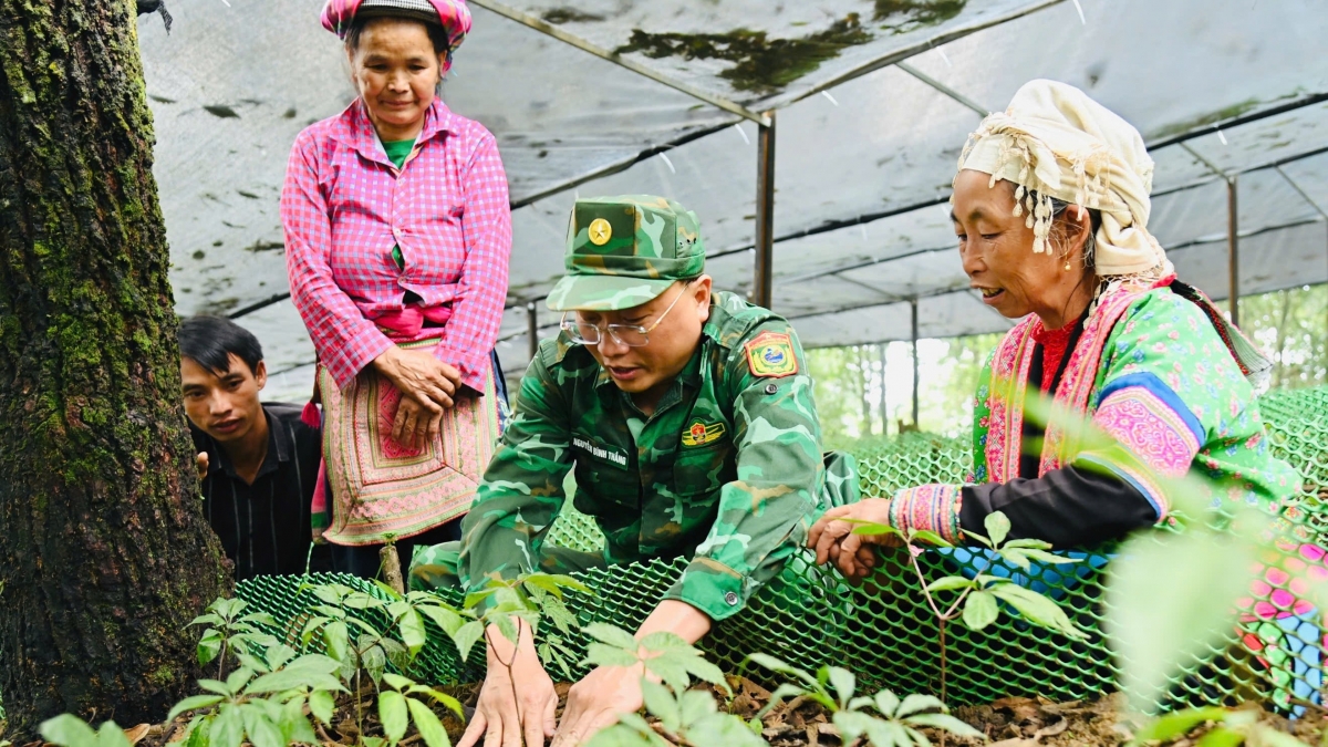 Bộ đội biên phòng Lai Châu hướng dẫn người dân biên giới kỹ thuật trồng sâm. Ảnh: Khắc Kiên.