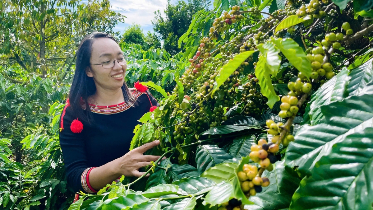 Cà phê là một trong những nông sản chủ lực, có vị thế quan trọng trong chuỗi giá trị nông nghiệp của Đắk Lắk. Ảnh: Nam Trang.