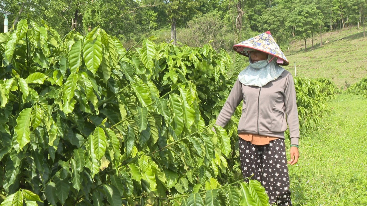 Cây cà phê phát triển tốt hứa hẹn mang lại thu nhập cao. Ảnh: Đoàn Thụy Sĩ/VOV TPHCM