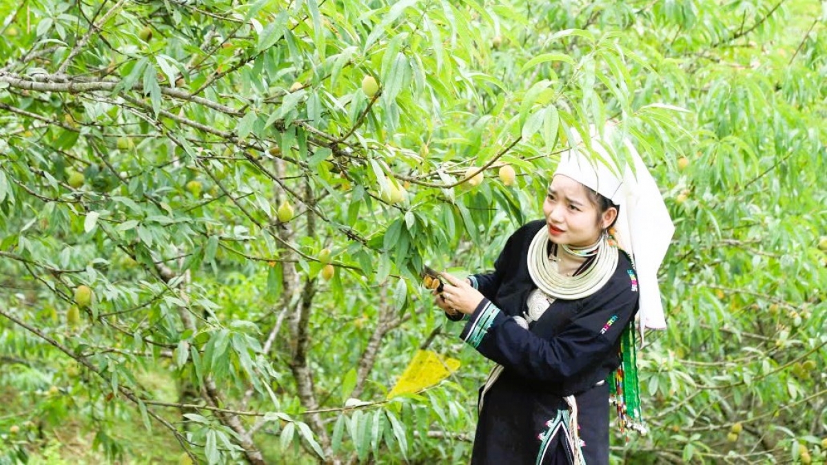 Người phụ nữ dân tộc Dao cẩn thận kiểm tra, thu hái những trái đào tiên Pác Ả đang độ chín tới. Ảnh: Thuý Kiều
