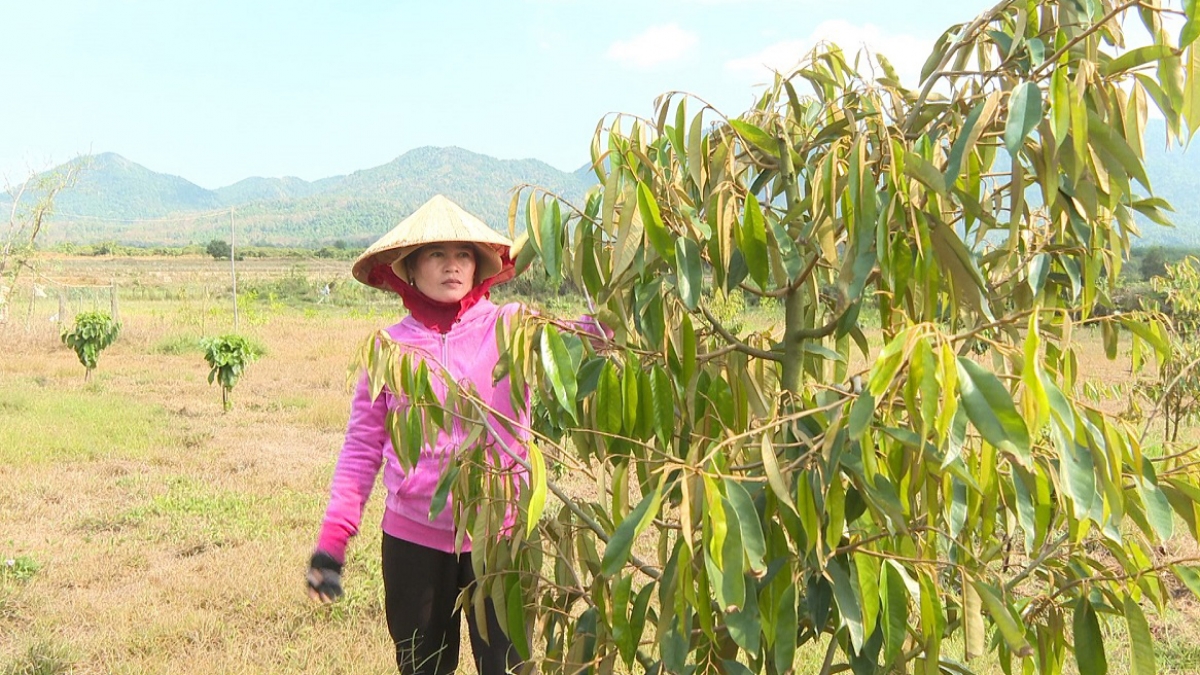 Cây sầu riêng của gia đình chị K'Thị Châu. Ảnh: Đoàn Thụy Sĩ/VOV TPHCM