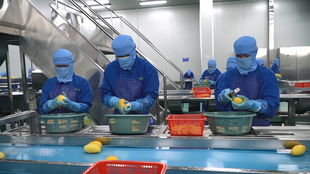 Công nhân đang chế biến xoài, một sản phẩm chủ lực Nhà máy chế biến trái cây, Công ty TNHH Nova Thabico, xã Thường Phước