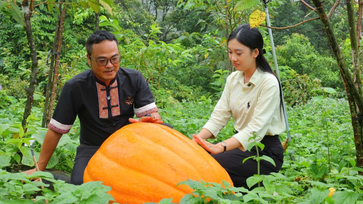 Hoành Mô tiếp tục trồng thử nghiệm giống bí ngô khổng lồ tại các hộ dân. Ảnh: CTV La Nhung