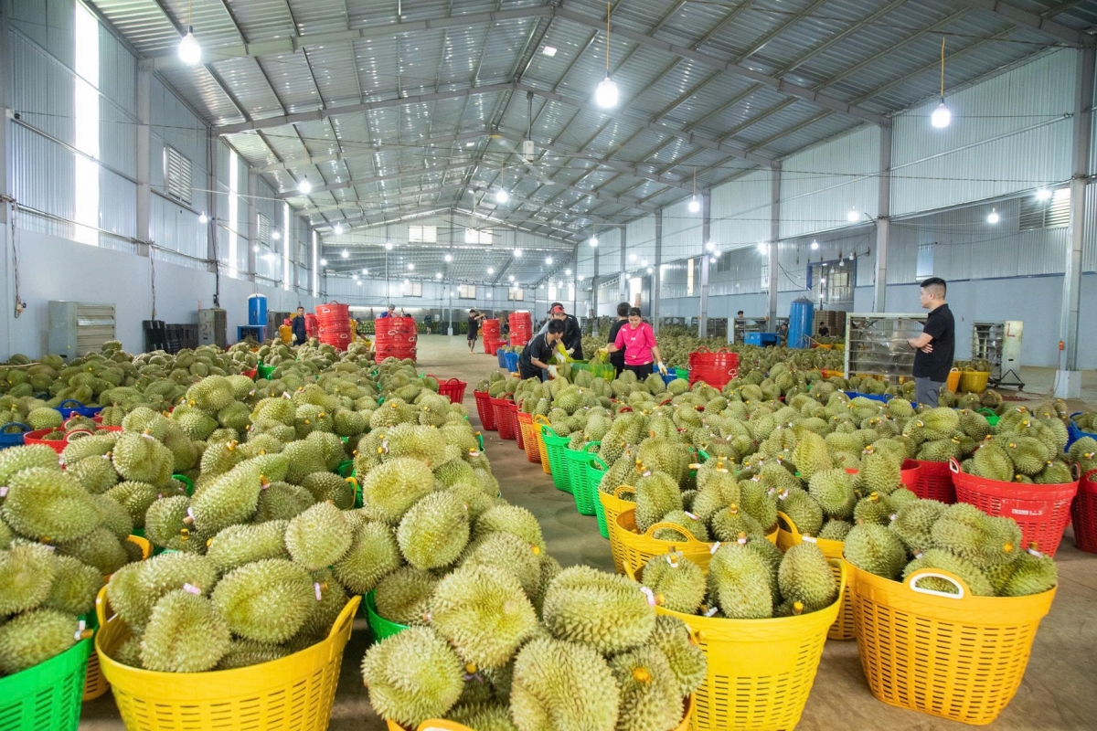 Lễ hội Sầu riêng Dak Lak rƀŏng tât rnoh khlay jŏ jong an ndơ tăch n’hanh nuĭh ƀon lan kan lŏ mir
