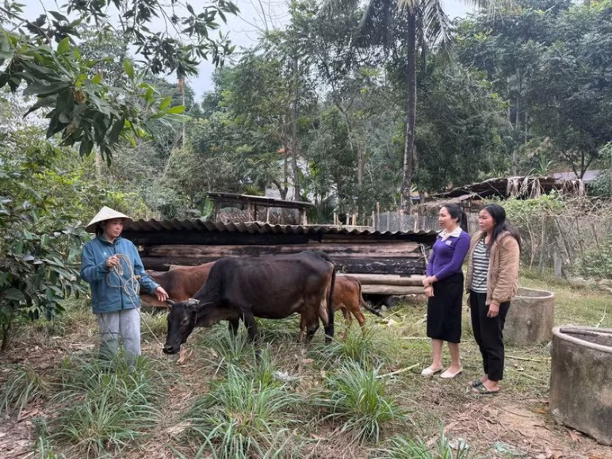 Từ nguồn lực Chương trình Mục tiêu quốc gia, bà con xã Nga My (Nghệ An) được hỗ trợ con giống và kỹ thuật chăn nuôi bò sinh sản. Ảnh: Bích Huệ /TTVXN